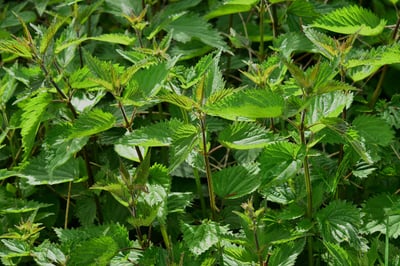 Wildkräuter in der Küche verwenden